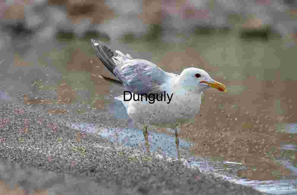 Seagull Shaking Off Particles by Waterside in Mid-Motion