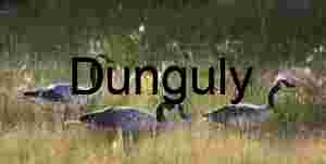 Field Companions: Canada Geese in Golden Grass