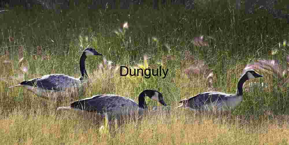 Field Companions: Canada Geese in Golden Grass