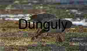 Mudlight Motion: Canada Geese Foraging at Dusk