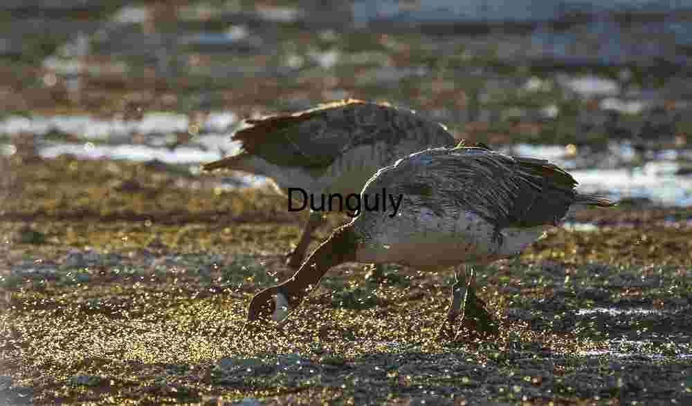 Mudlight Motion: Canada Geese Foraging at Dusk