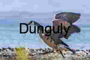 Lift and Landing: Canada Goose in Motion by the Lake