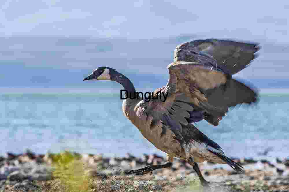 Lift and Landing: Canada Goose in Motion by the Lake