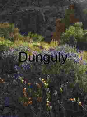 Desert in Bloom: Wildflowers Beneath the Cliffs