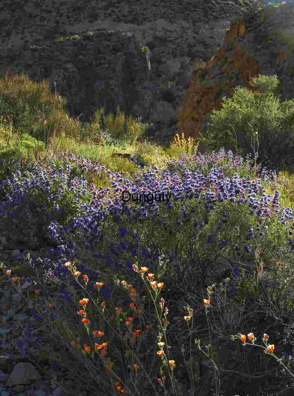 Desert in Bloom: Wildflowers Beneath the Cliffs