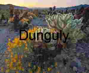 Sunset Resilience: Cholla Cactus and Wildflowers in Desert Bloom