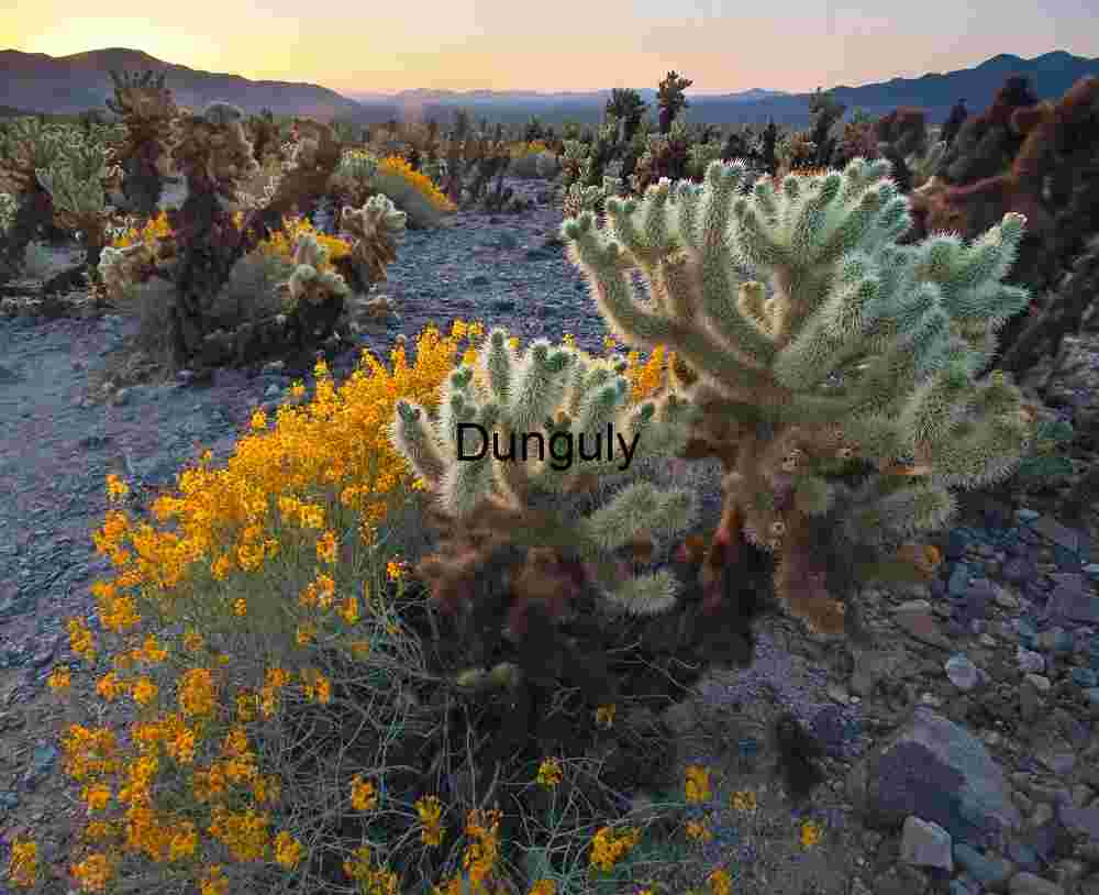 Sunset Resilience: Cholla Cactus and Wildflowers in Desert Bloom