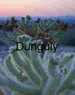 Furnace Light: Cholla Cacti Beneath a Desert Sky