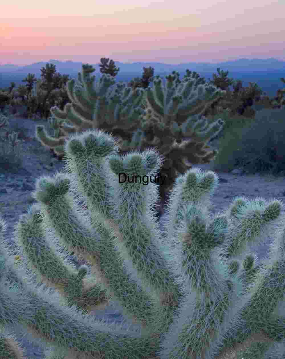 Furnace Light: Cholla Cacti Beneath a Desert Sky
