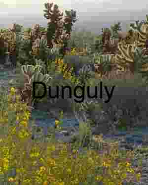 Desert Bloom: Cholla Cacti and Wildflowers in Morning Haze