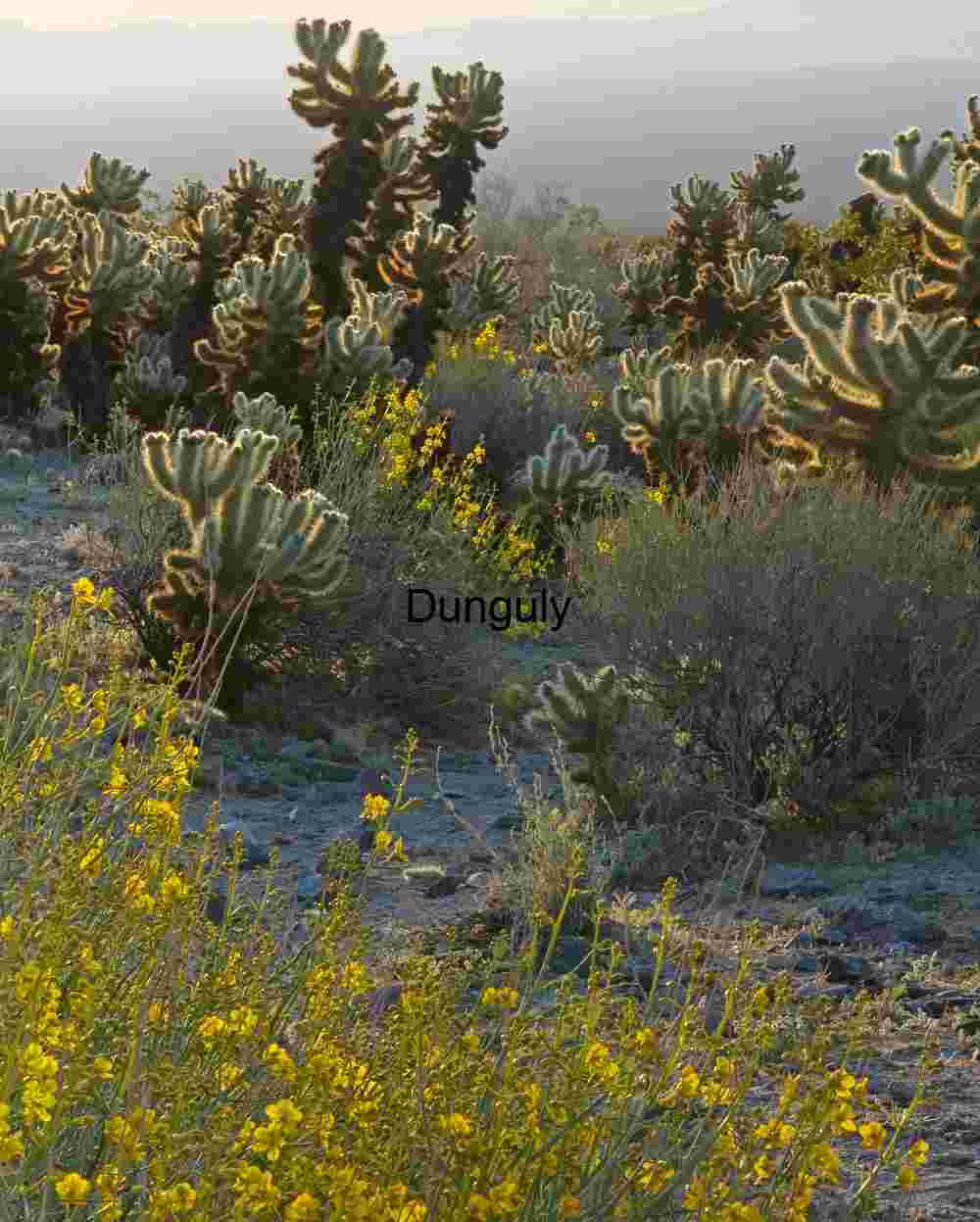 Desert Bloom: Cholla Cacti and Wildflowers in Morning Haze