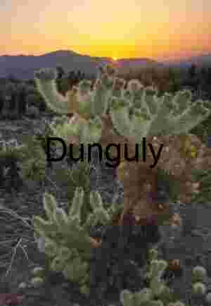 Sunset Sentinel: Cholla Cactus in Desert Glow