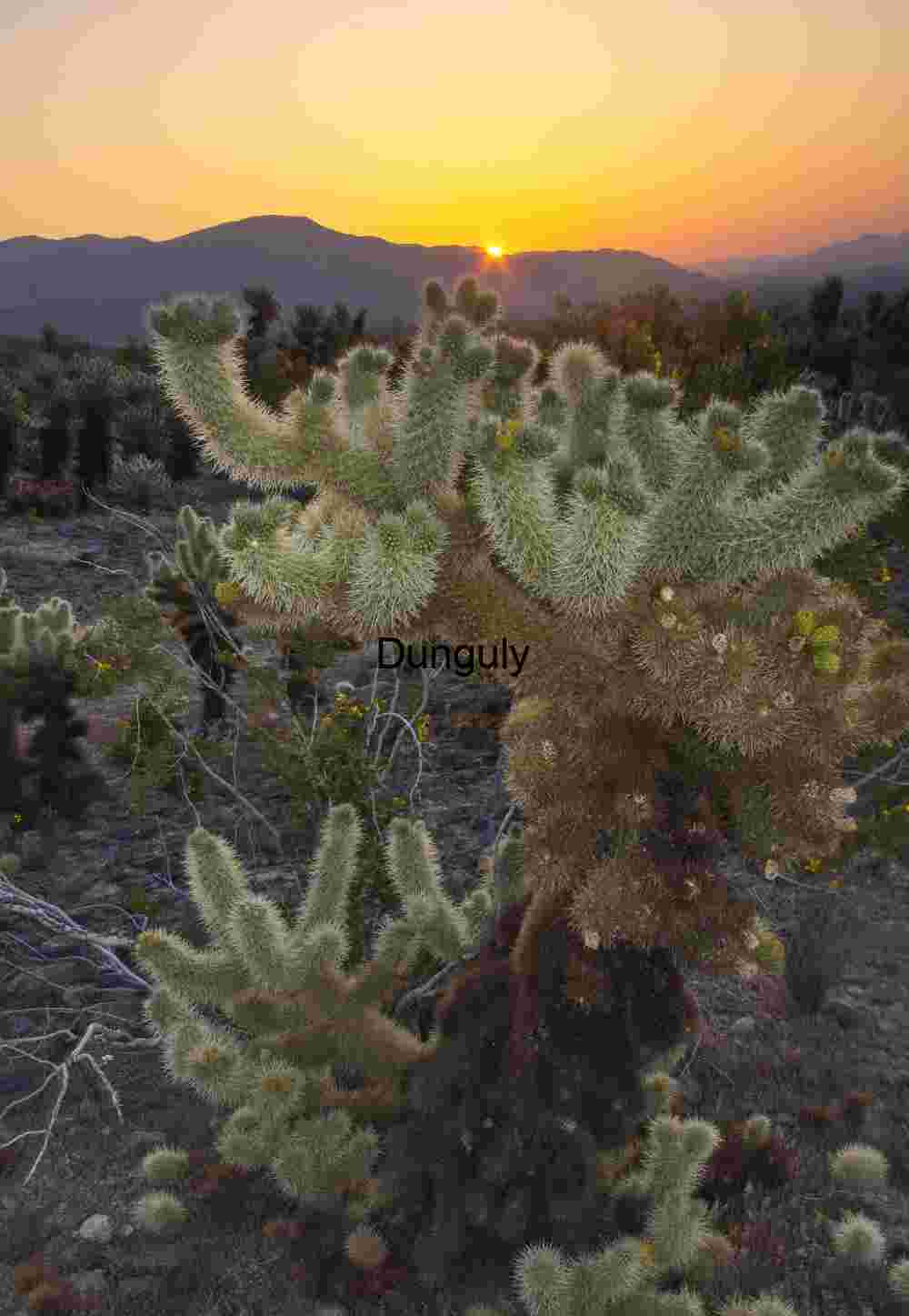 Sunset Sentinel: Cholla Cactus in Desert Glow