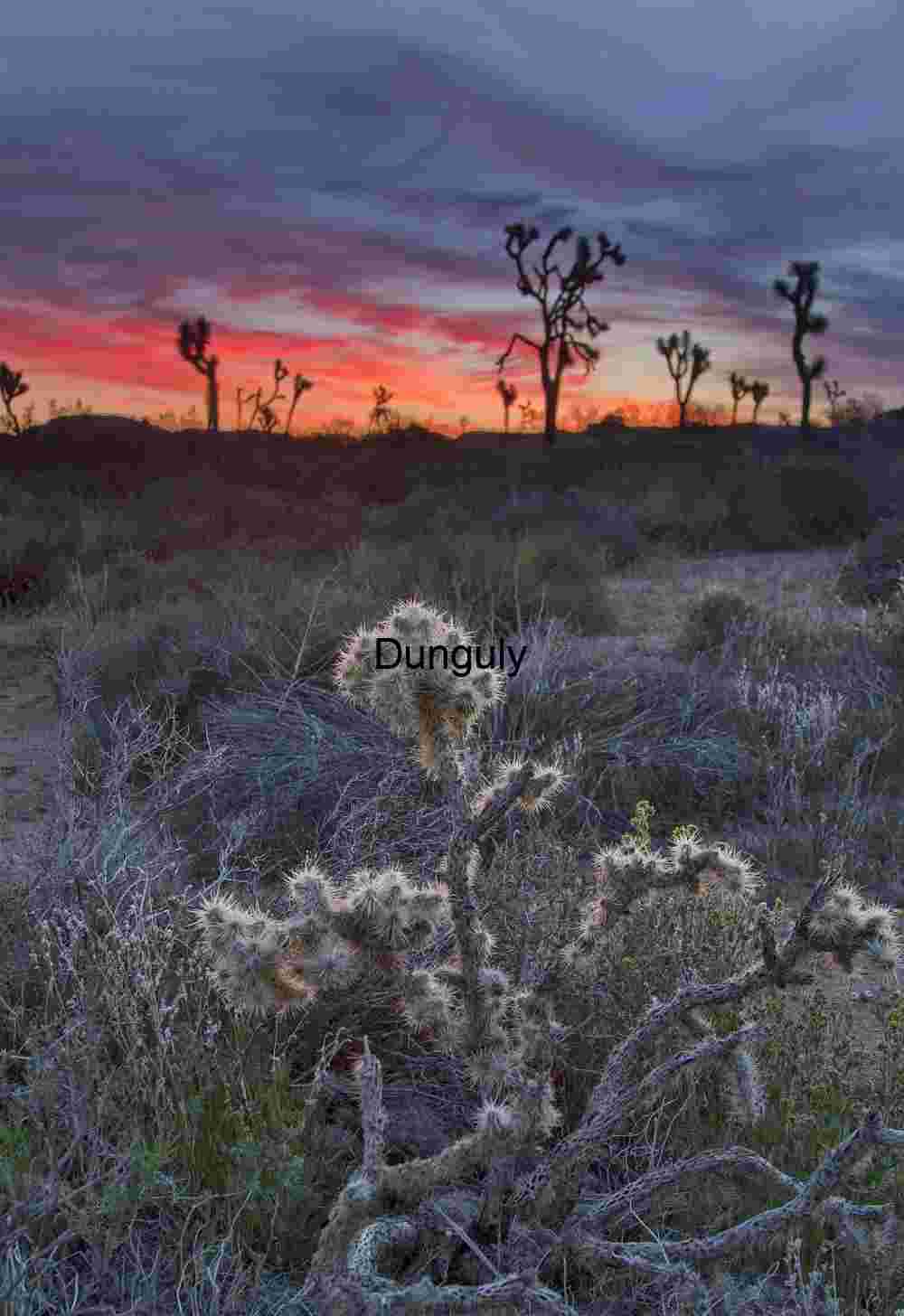 Twilight Reverie: Cholla and Joshua Trees in Desert Glow