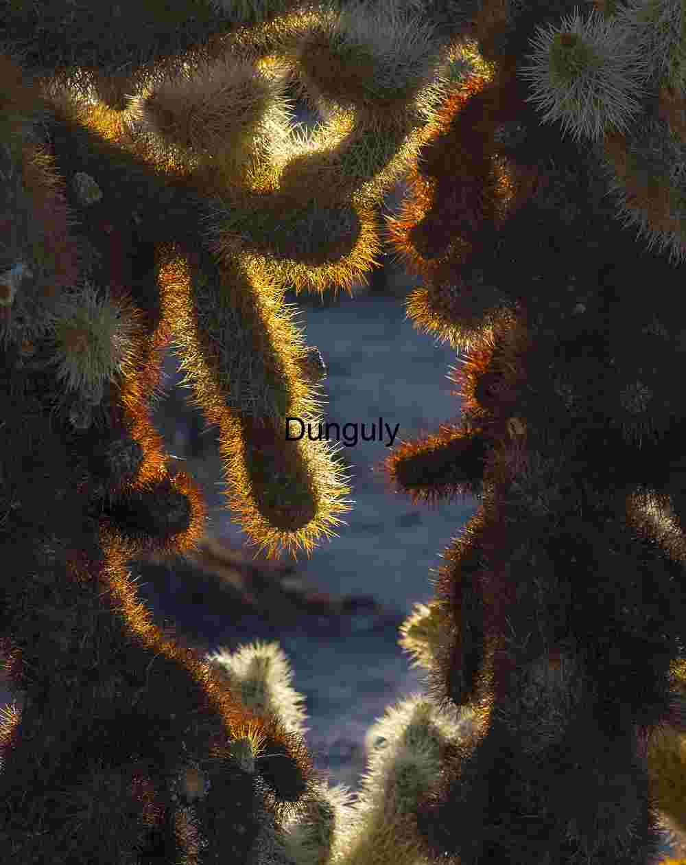 Radiant Armor: Backlit Teddy Bear Cholla in Desert Light