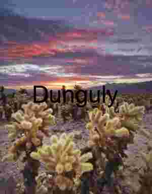 Furnace Bloom: Cholla Cacti Beneath a Painted Sky