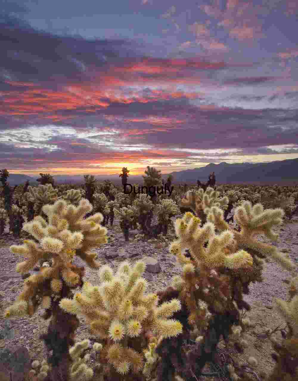 Furnace Bloom: Cholla Cacti Beneath a Painted Sky
