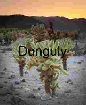 Sunlit Spines: Cholla Cacti at Dusk in the Desert