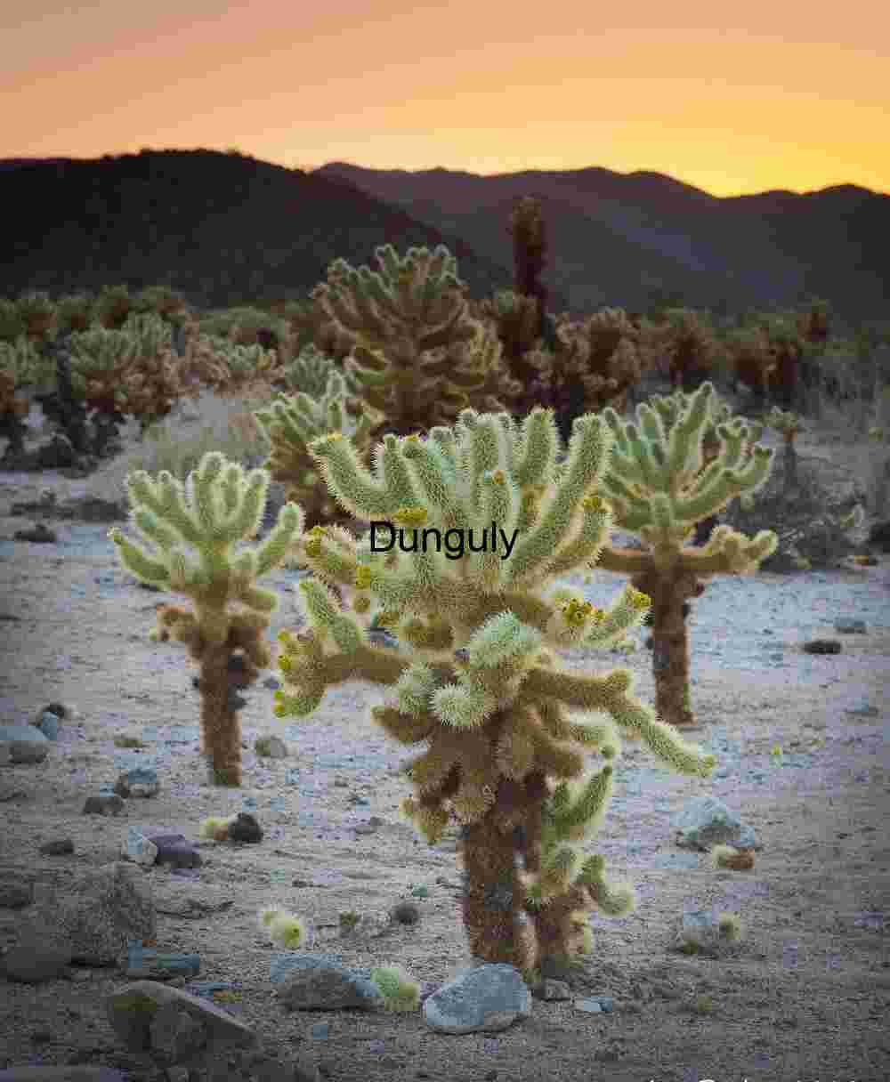 Sunlit Spines: Cholla Cacti at Dusk in the Desert
