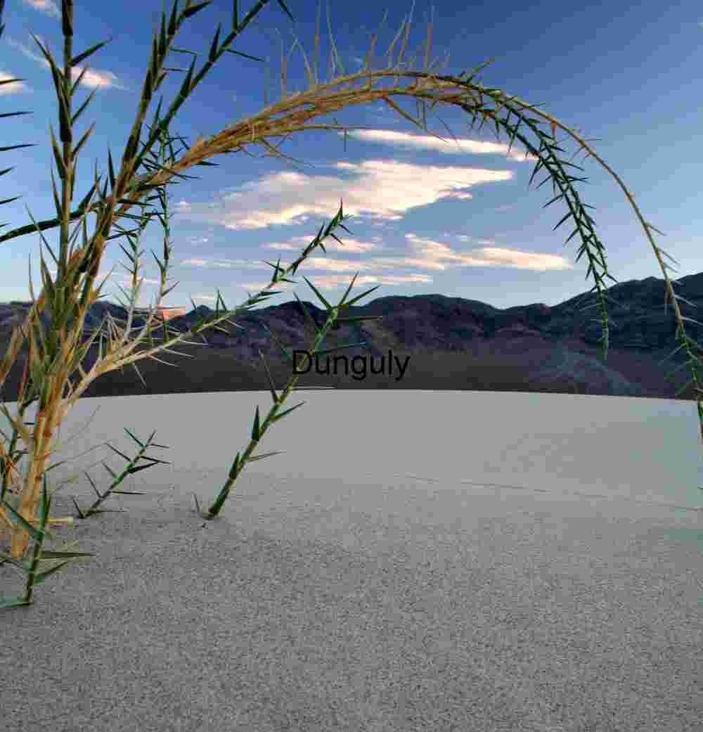 Thorns of Solitude: Life at the Edge of the Flats