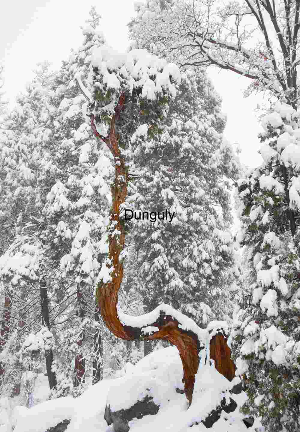 Twisted Tree in Snow-Laden Forest
