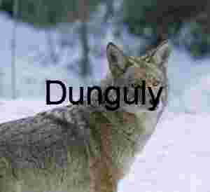 Intense Coyote Portrait in Winter Snow