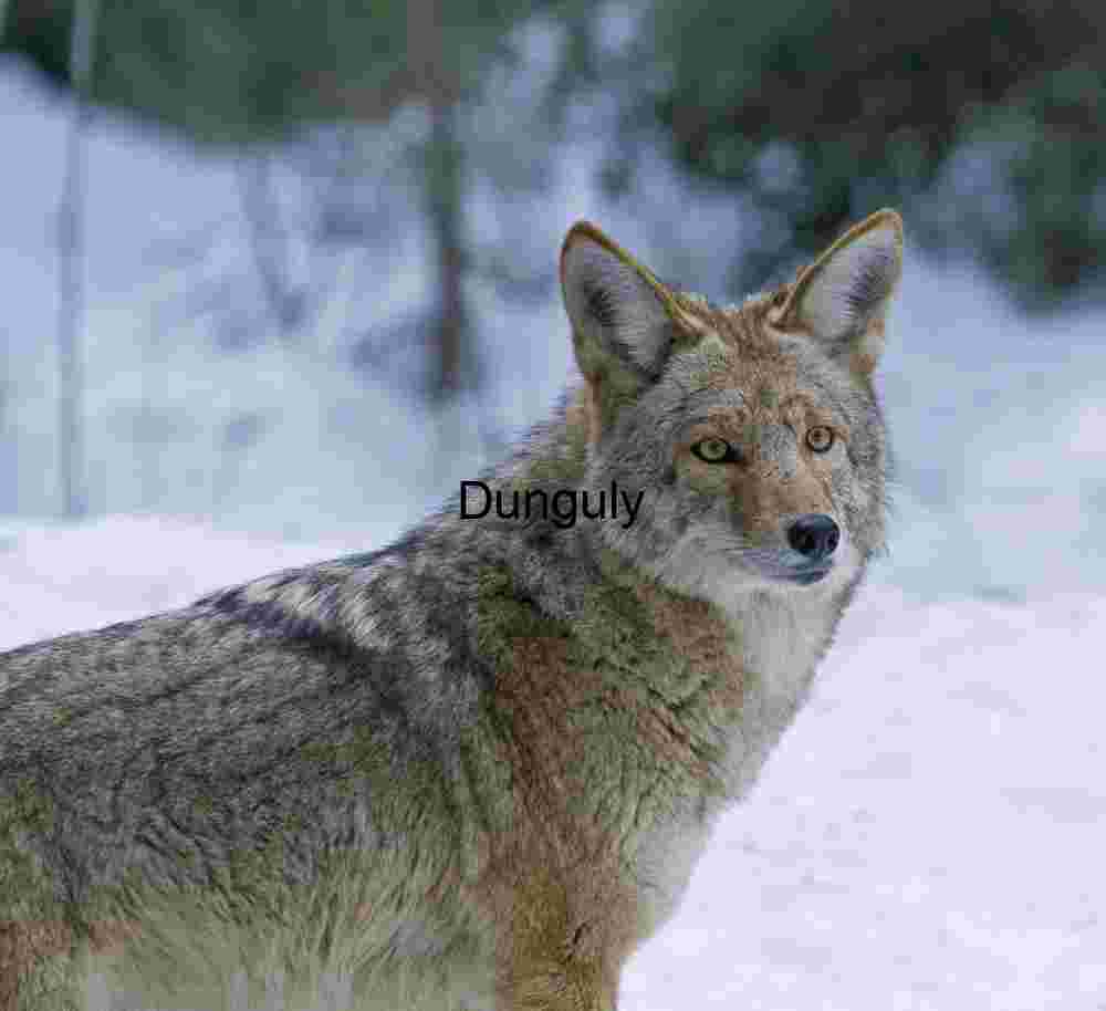 Intense Coyote Portrait in Winter Snow