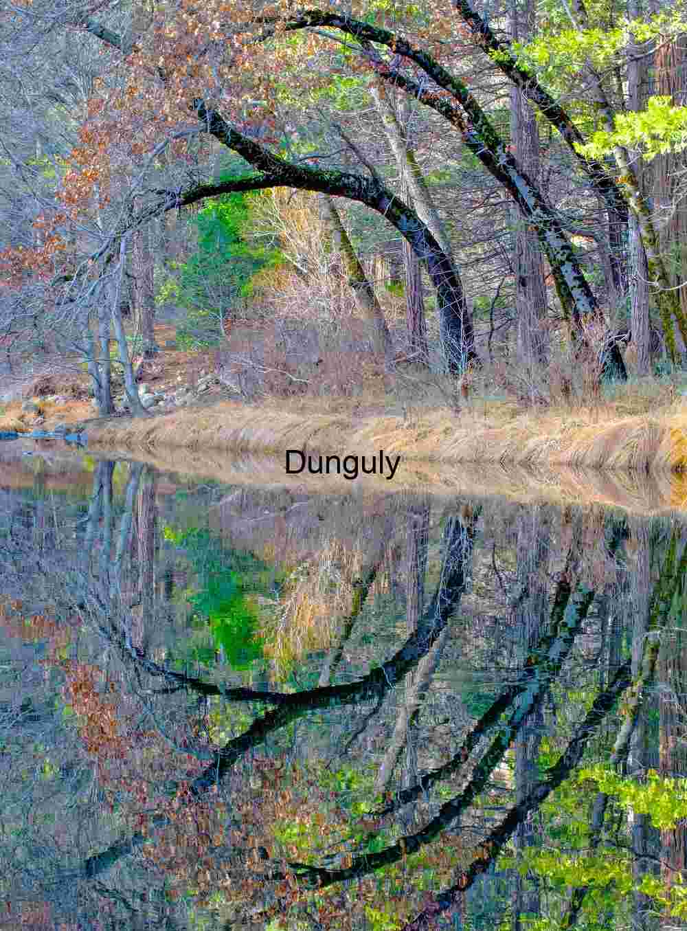 Yosemite Water Reflection, Arched Branches, Autumn