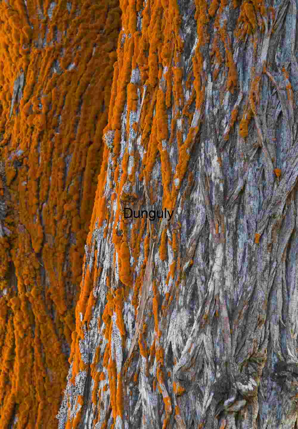 Orange Lichen on Textured Tree Bark: Vibrant Macro Detail