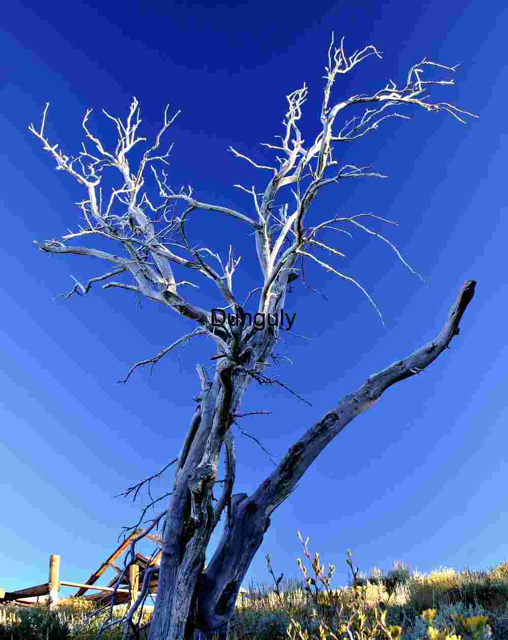 Reaching into Silence: The Skeleton Tree Beneath Blue