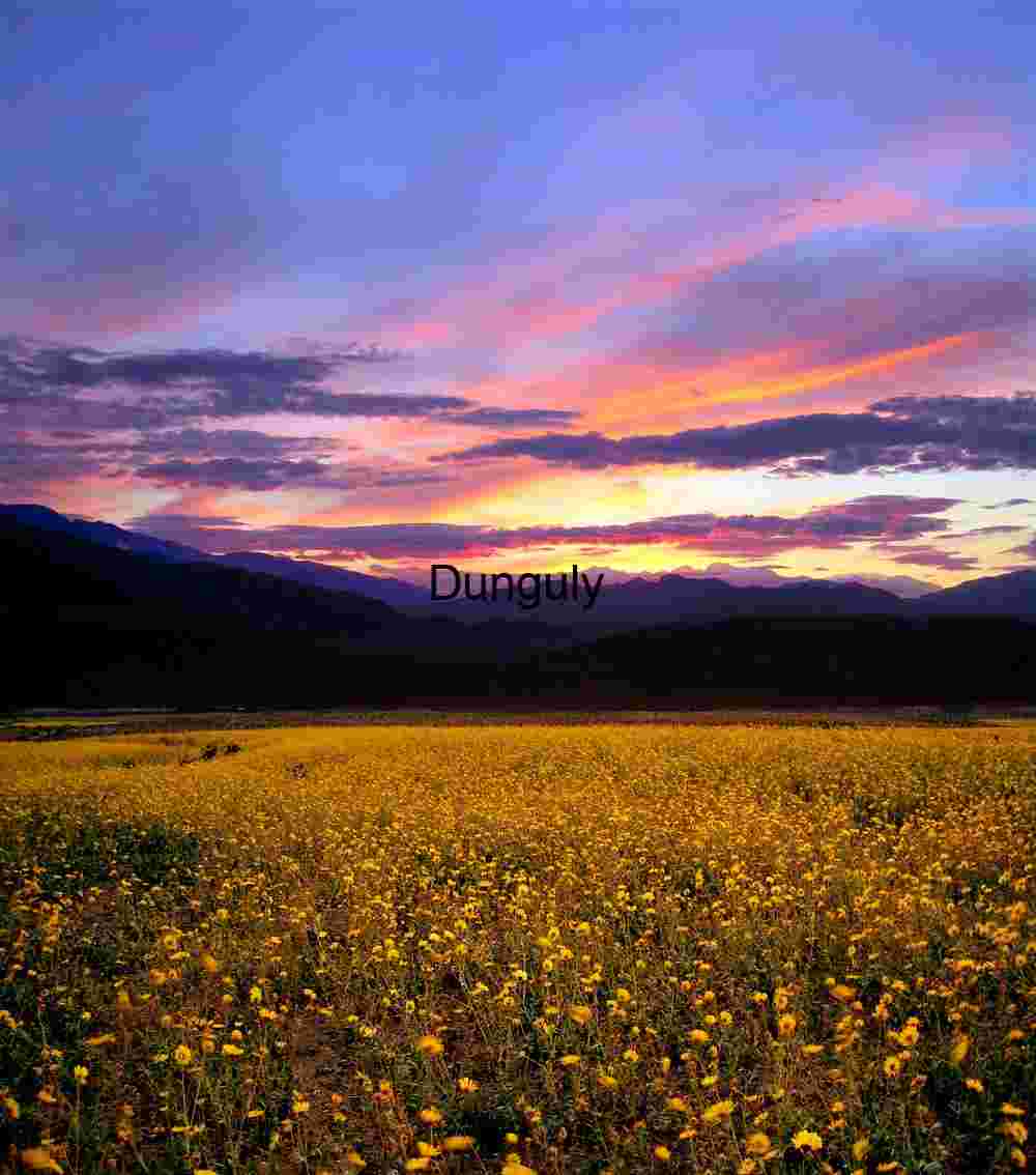 Golden Bloom Under Painted Skies