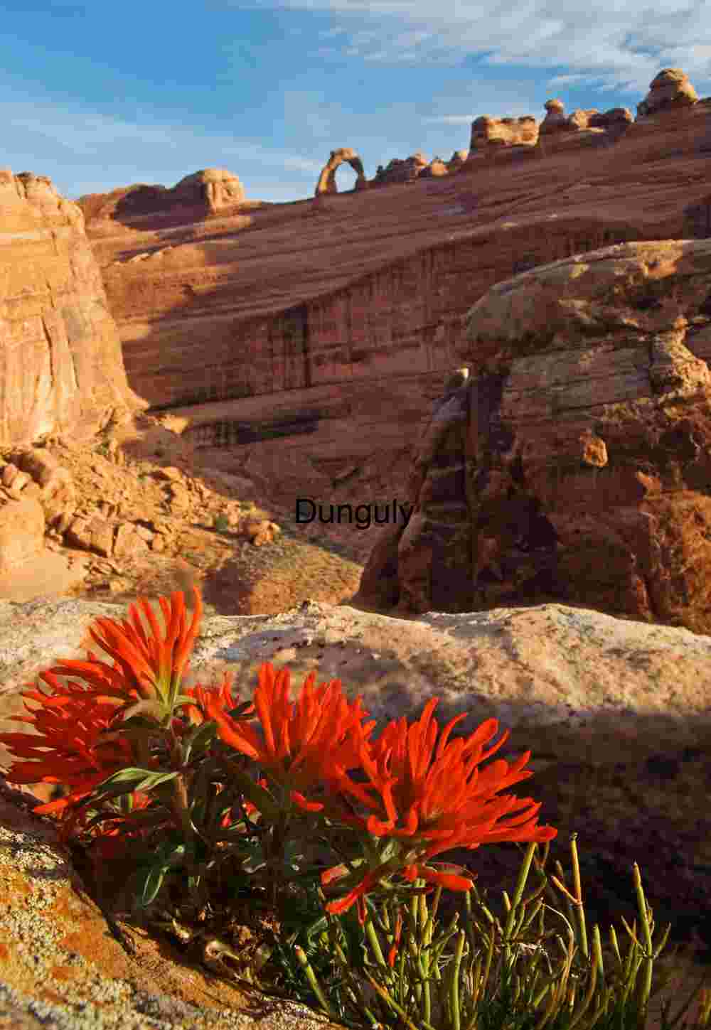 Delicate Arch with Desert Wildflowers – Iconic Utah Landscape Photography for Editorial and Stock Licensing