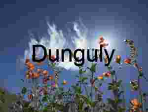 Skyward Bloom: Wildflowers Reaching into Light