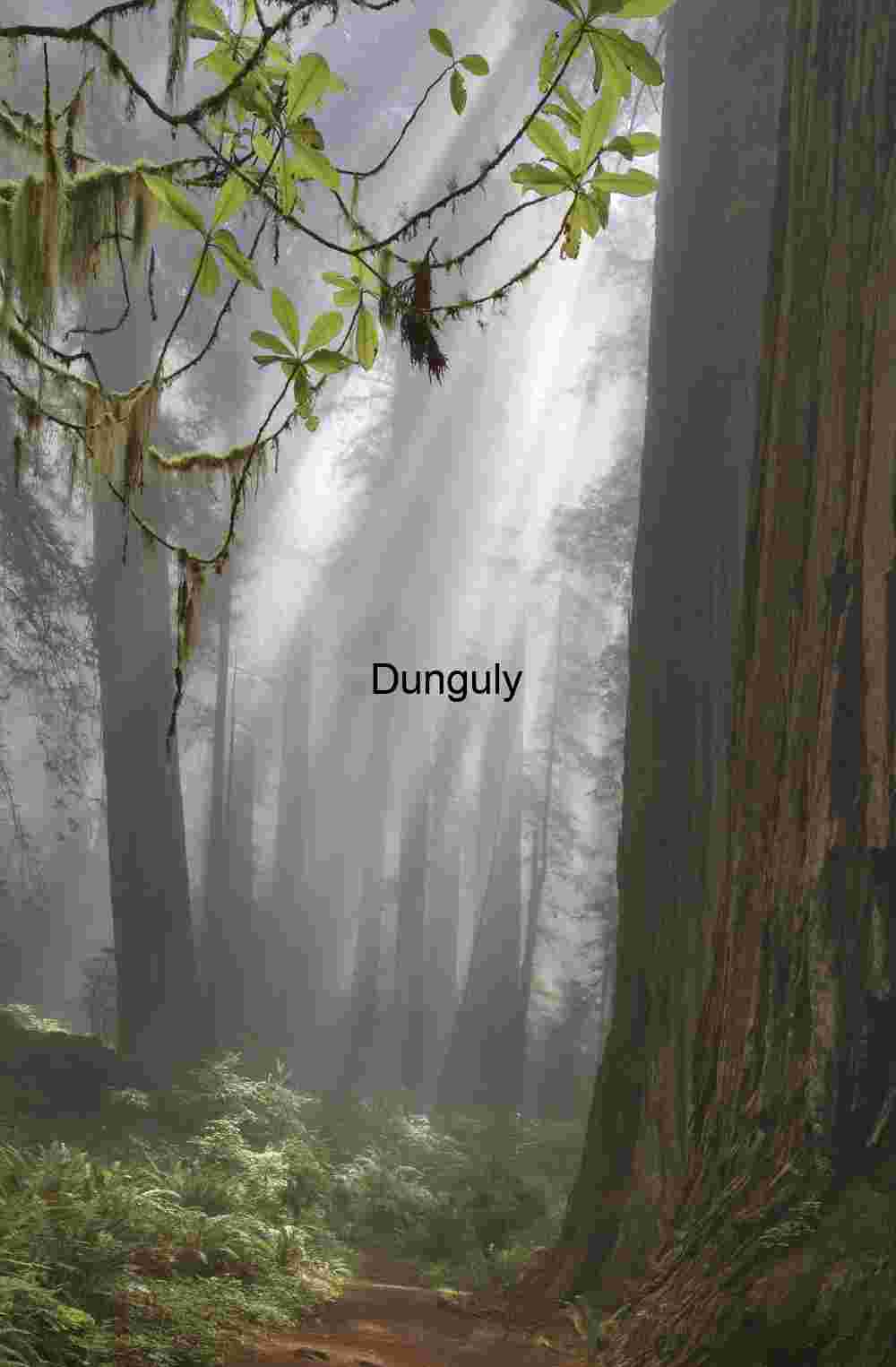 Redwood Forest Photography – Misty Light, Ancient Trees & Editorial Nature Stock Alternatives