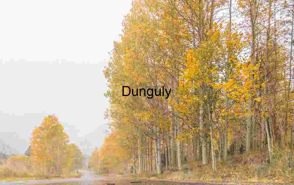 Close- Golden Autumn Road in Mist — Serene Forest Landscape Photography for Editorial & Commercial Licensing