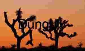 Twin Silhouettes: Joshua Trees Framed by Desert Dusk