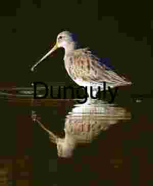 Shorebird with Reflection in Shallow Water – Wader Species in Natural Habitat