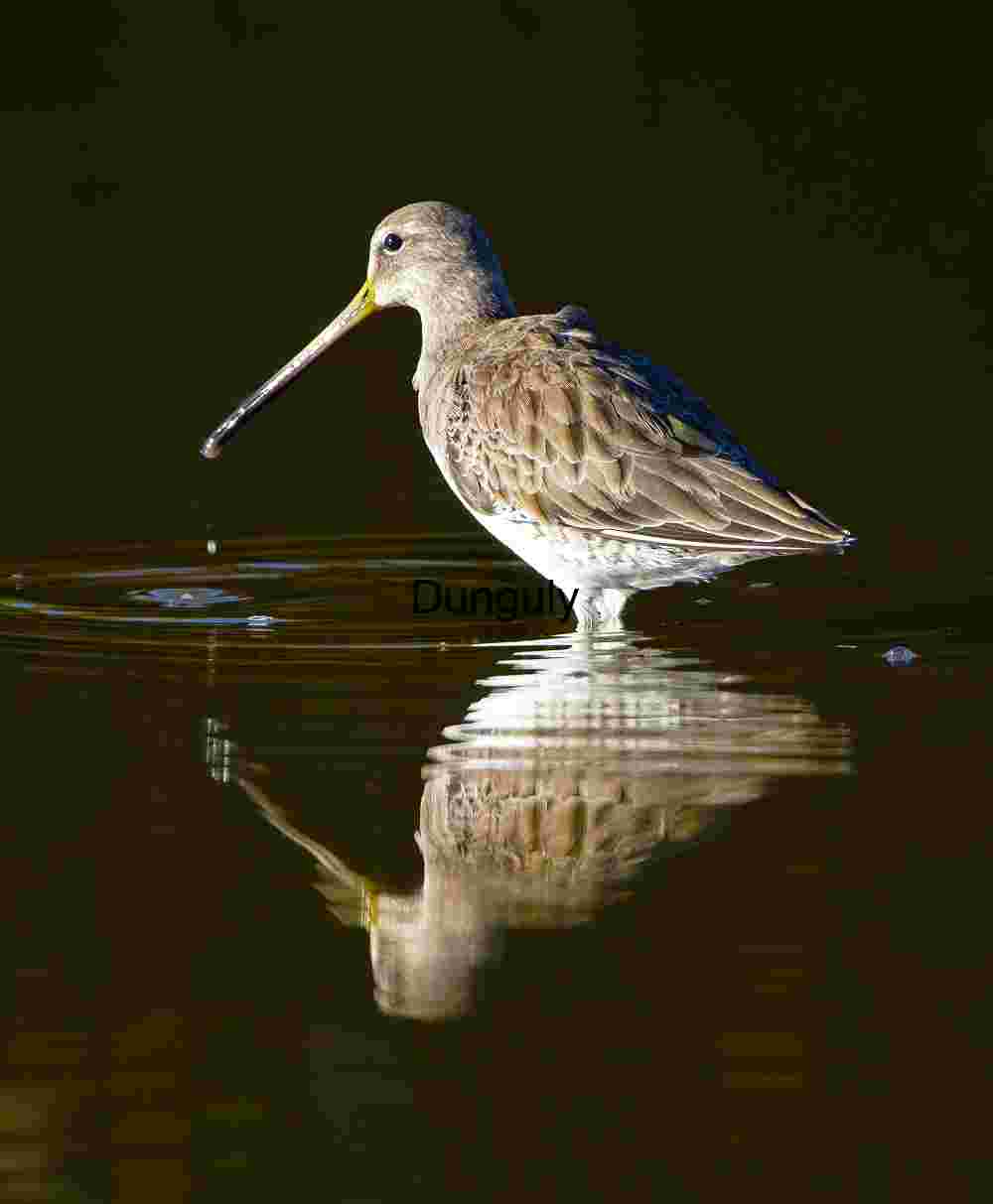 Shorebird with Reflection in Shallow Water – Wader Species in Natural Habitat