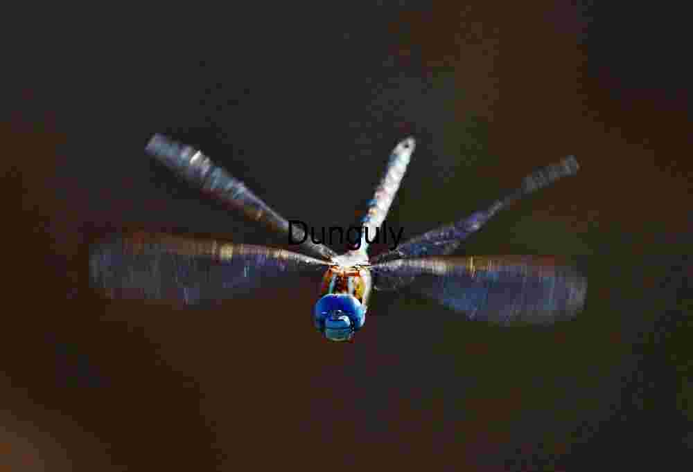 Suspended Precision: Dragonfly in Mid-Flight Against Shadowed Backdrop