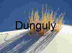 Shadow Bloom: Desert Flora in Light’s Embrace