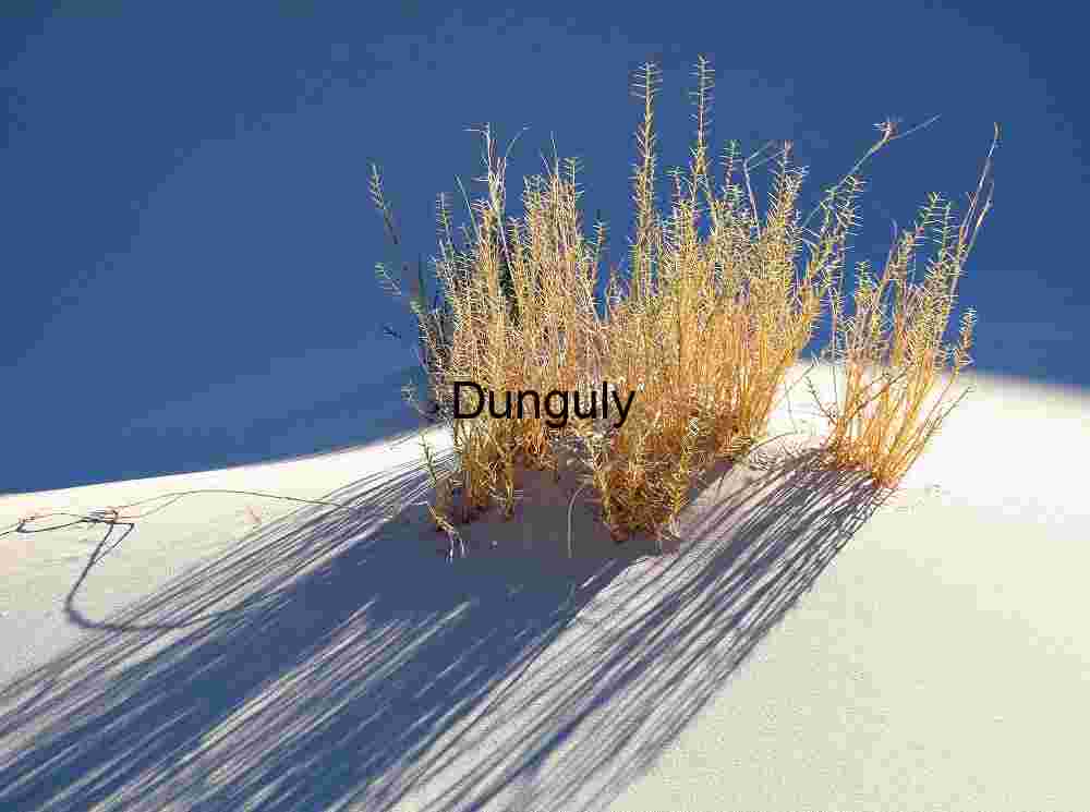 Shadow Bloom: Desert Flora in Light’s Embrace