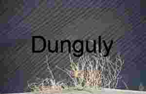 Rooted in Silence: Desert Patterns and Persistence