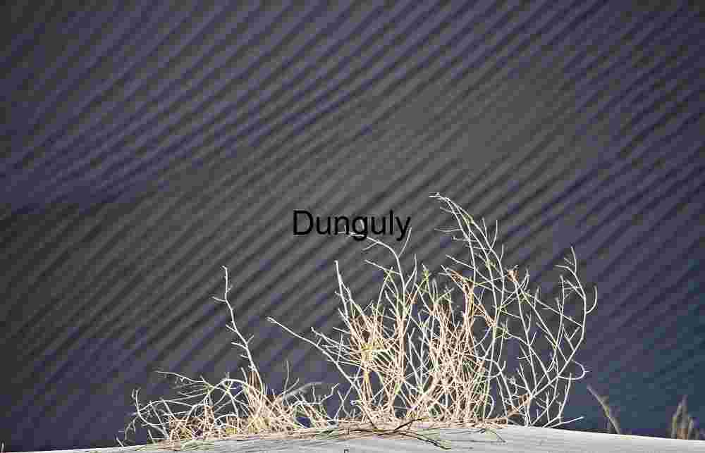 Rooted in Silence: Desert Patterns and Persistence