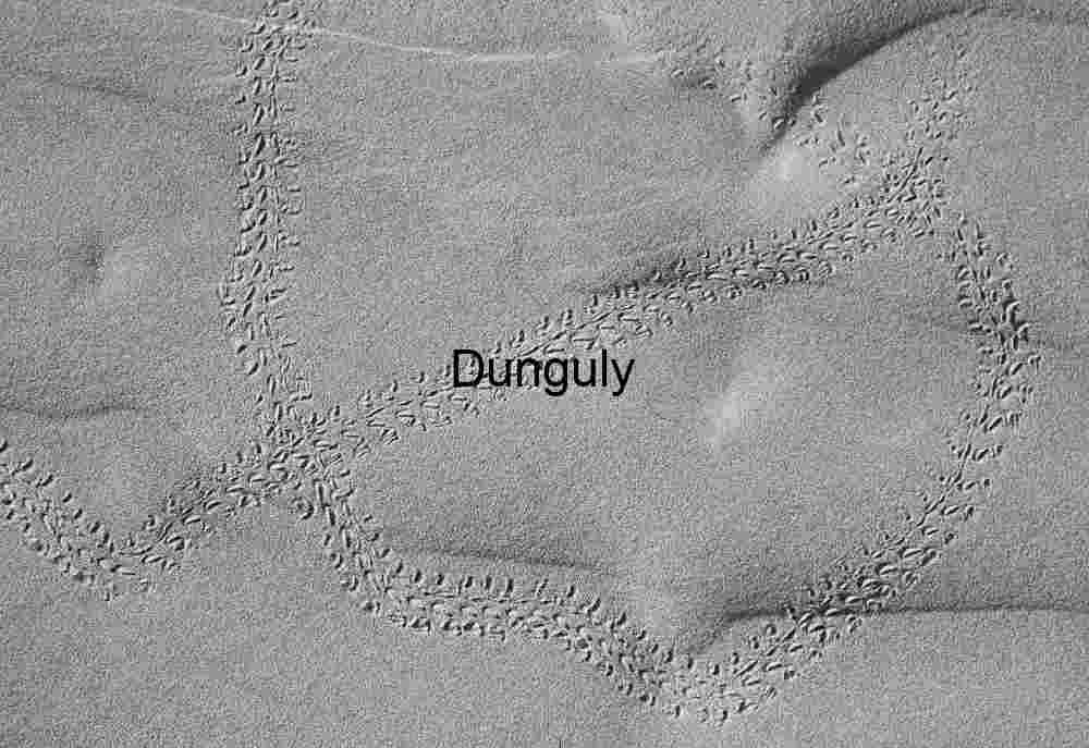 Footnotes in Sand: Traces of Avian Passage