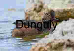 Black-necked Grebe in Breeding Plumage Near Rocky Waterside