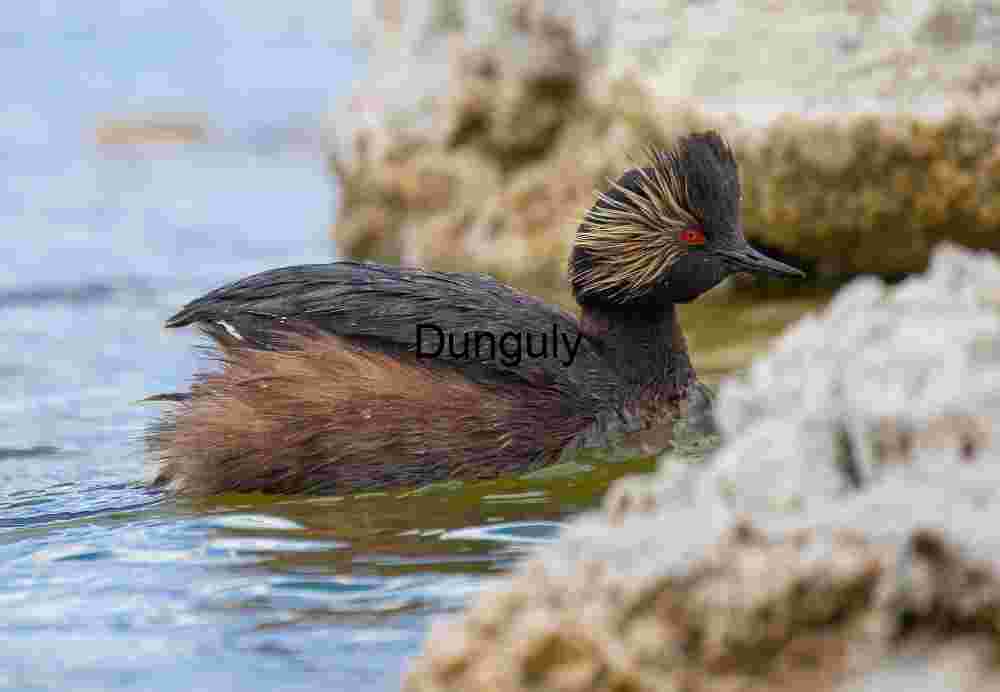 Black-necked Grebe in Breeding Plumage Near Rocky Waterside