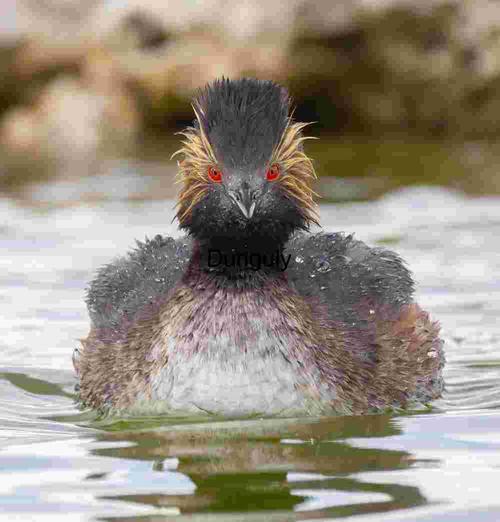 Black-necked Grebe in Breeding Plumage Floating on Calm Water