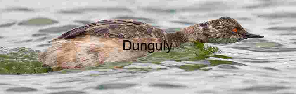 Grebe in Rapid Motion Through Water with Striking Red Eye