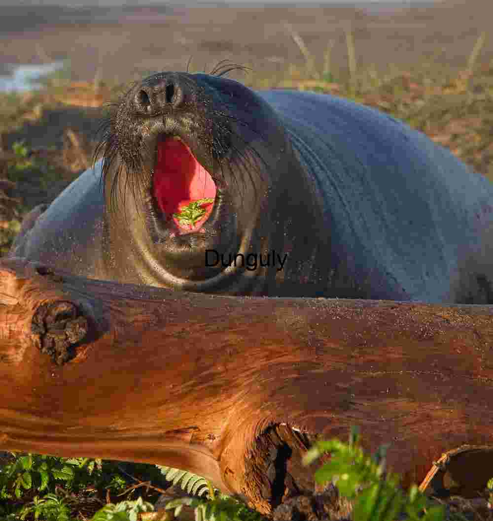 Yawning Seal with a Leaf: Nature’s Unexpected Moment