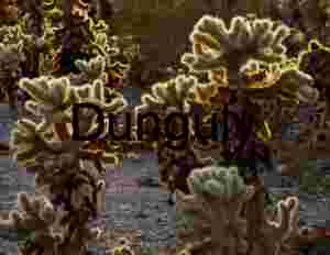 Radiant Spines: Cholla Cacti Cluster in Desert Light